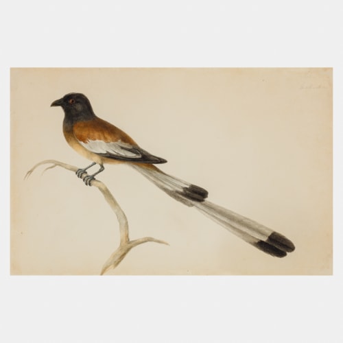 Company School watercolour of a Rufous Treepie